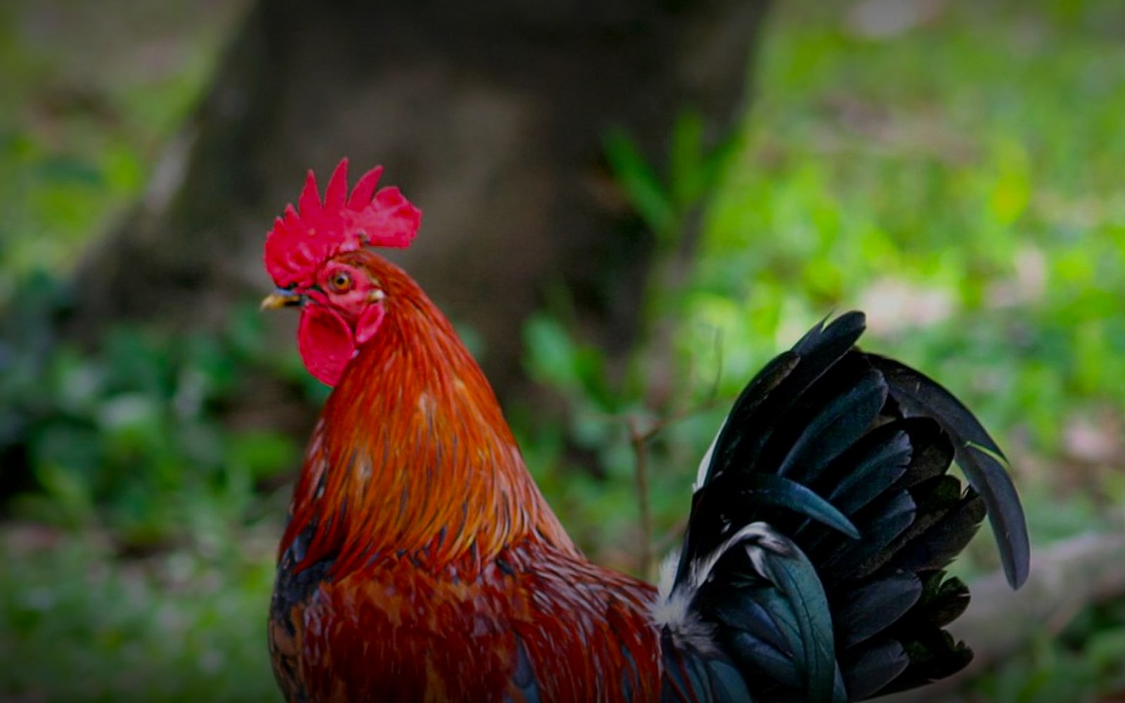 Coq de race Gauloise au plumage roux et noir sur une pelouse ensoleillée